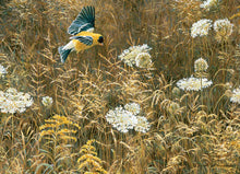 Load image into Gallery viewer, Queen Anne's Lace And American Goldfinch - 500 Piece Puzzle by Cobble Hill