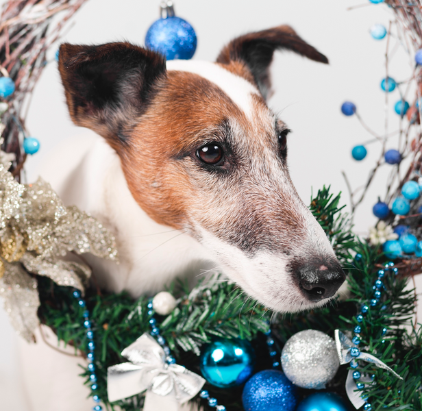 Beautiful Pet Memorial Ornaments: Honour Your Furry Friend This Holiday Season