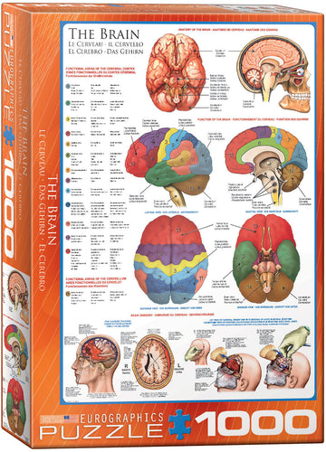 The Brain - 1000 Piece Puzzle by EuroGraphics - Hallmark Timmins