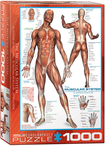 The Muscular System - 1000 Piece Puzzle by EuroGraphics - Hallmark Timmins
